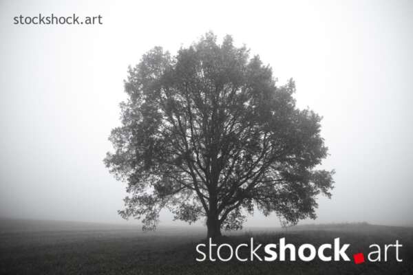 Tree in the Fog, stock image, jowita niemczyk