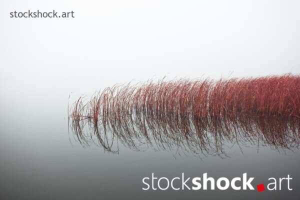 Landscape in the fog